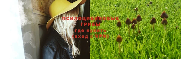 ПСИЛОЦИБИНОВЫЕ ГРИБЫ Абинск